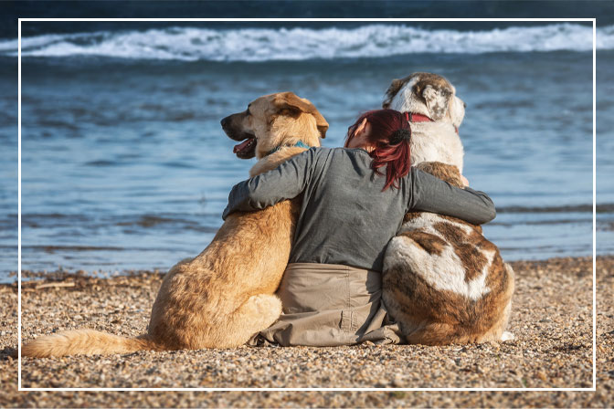 Urlaub an der Nordsee mit Hund